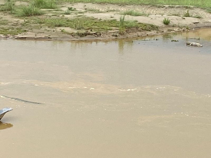Left, gharial crocodile; right, marsh mugger crocodile, Chitwan National Park, Nepal