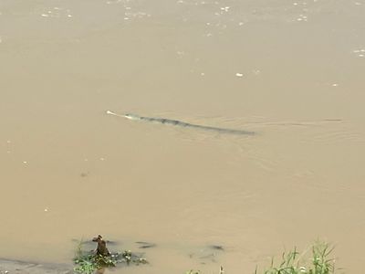 Gharial crocodile - Chitwan National Park, Nepal