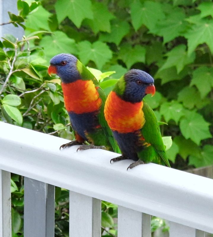 Visiting Lorikeets