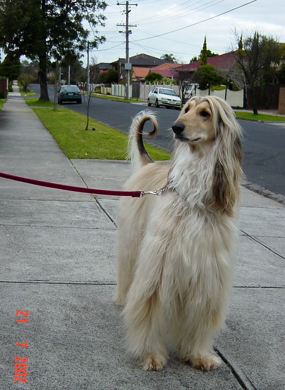 Our Dogs & Parrots and friend's Cats Gallery
