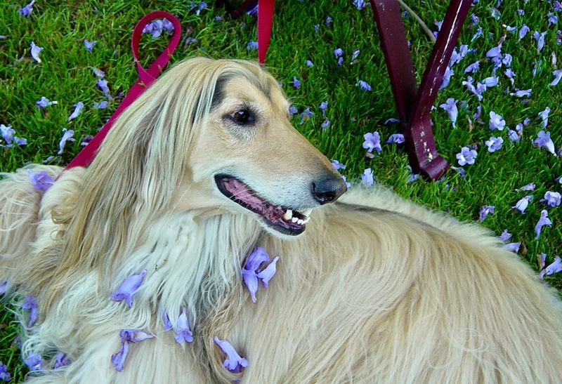 Under the Jacaranda Tree