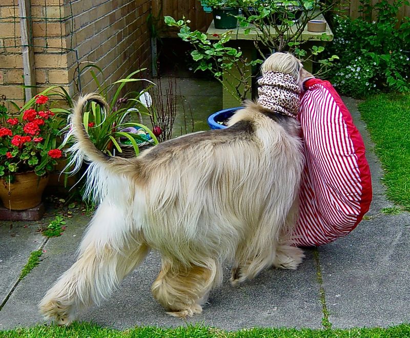 The Afghan Hound relaxing after bath and grooming