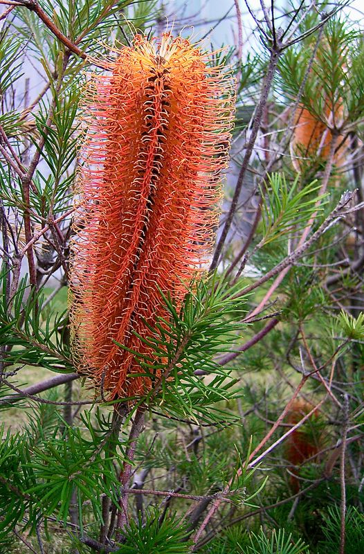 Huge Banskia Flower