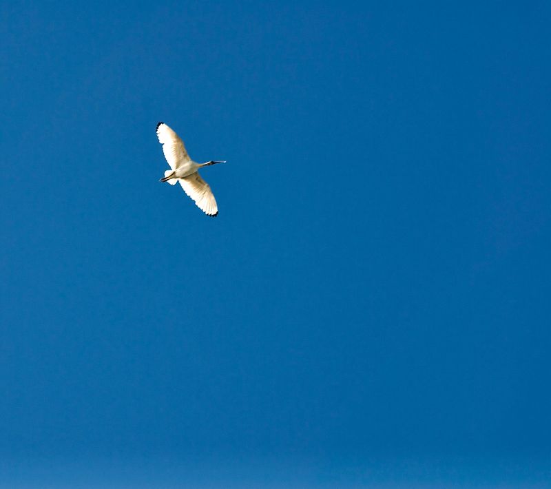 The Flying Ibis Victoria Point QLD