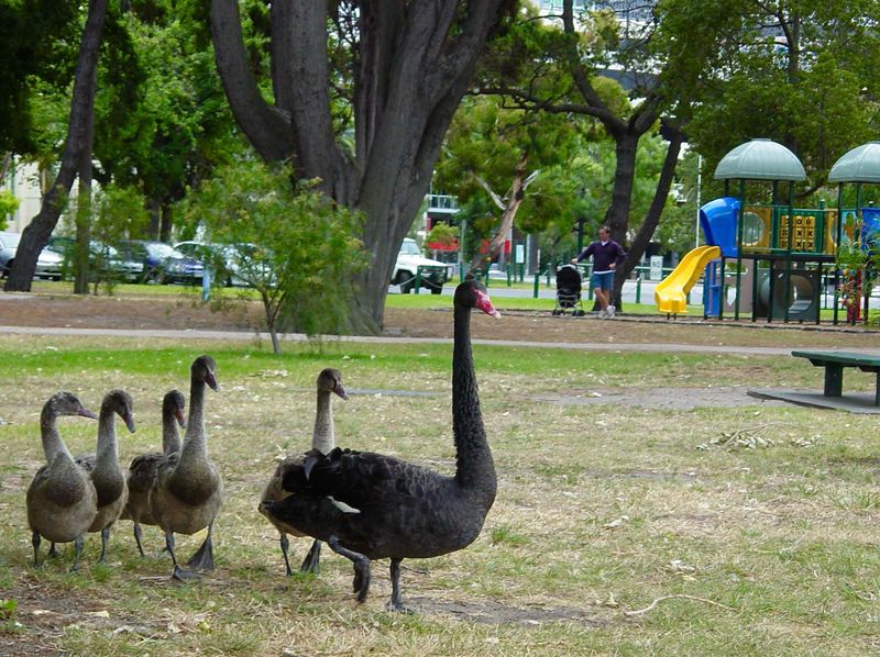 Black Swan with cygnets Albert Park Lake