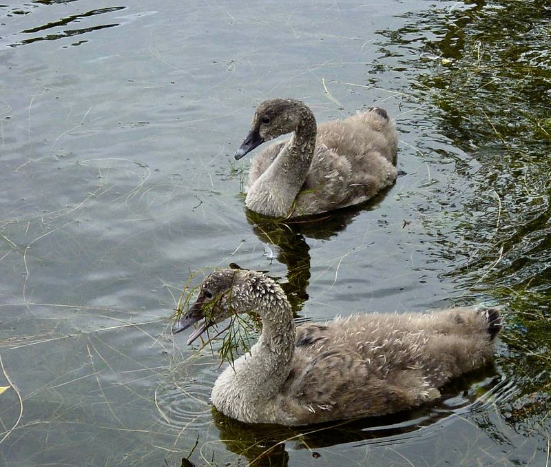 Black Swan cygnets