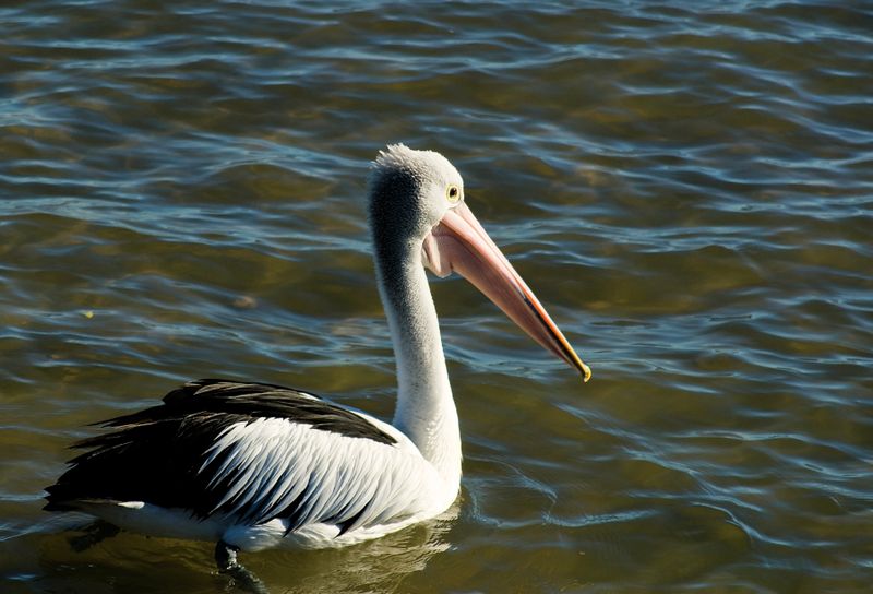 the pelican