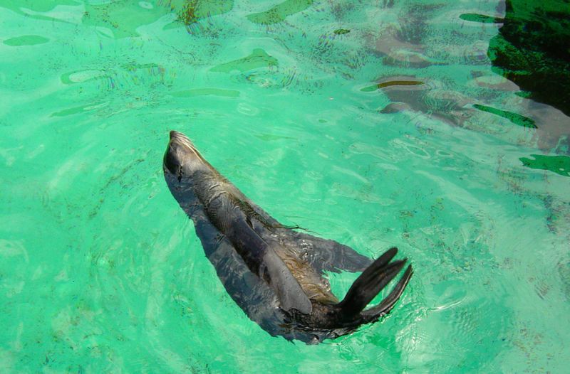 a cute seal swiming Melbourne Zoo