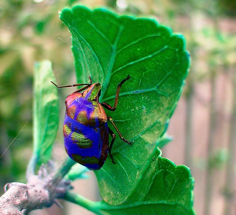 Colourful visitor in the front yard