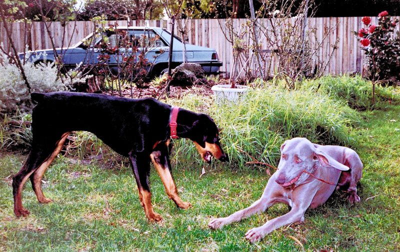 two good friends disputing a stick