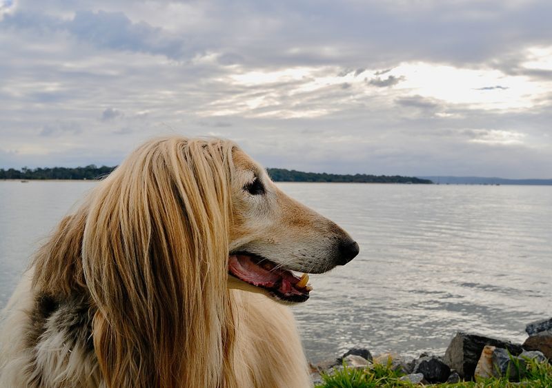 my last walks on the ocean shores