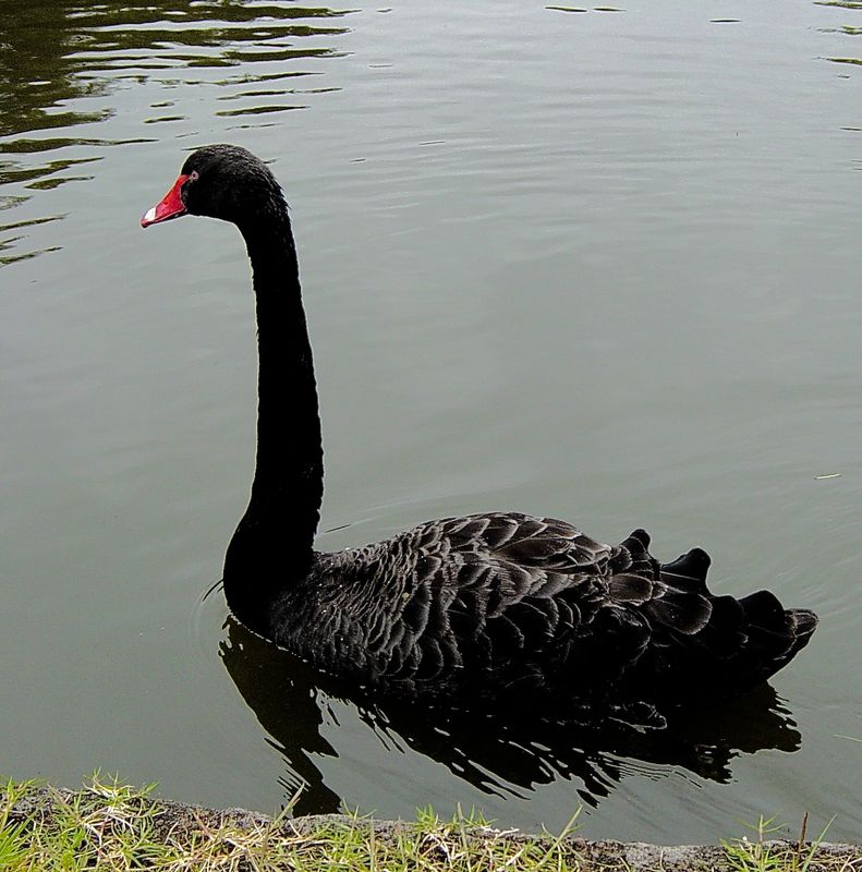 The Black Swan