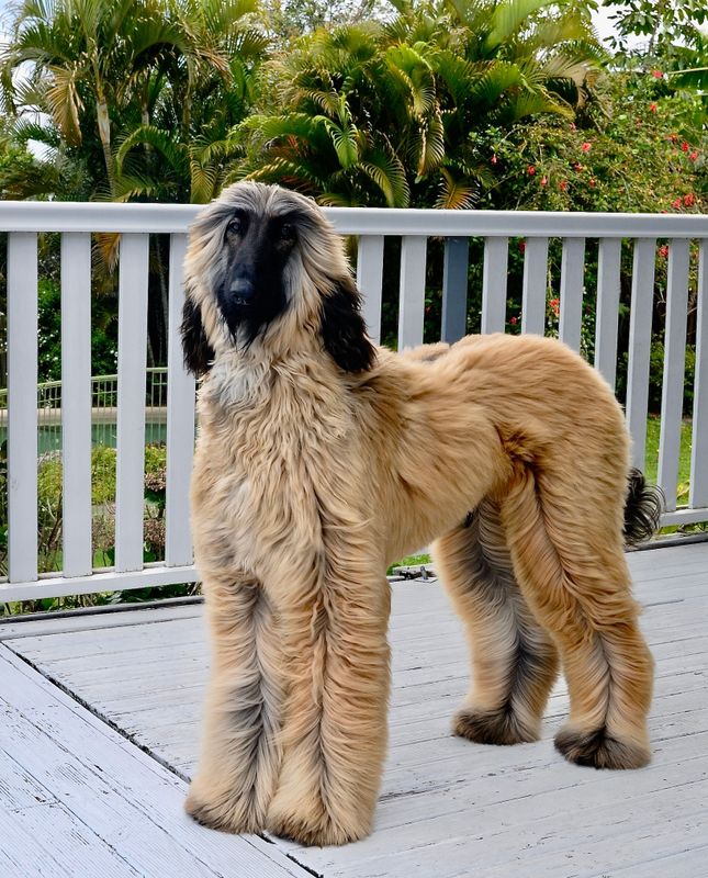 one year old afghan hound