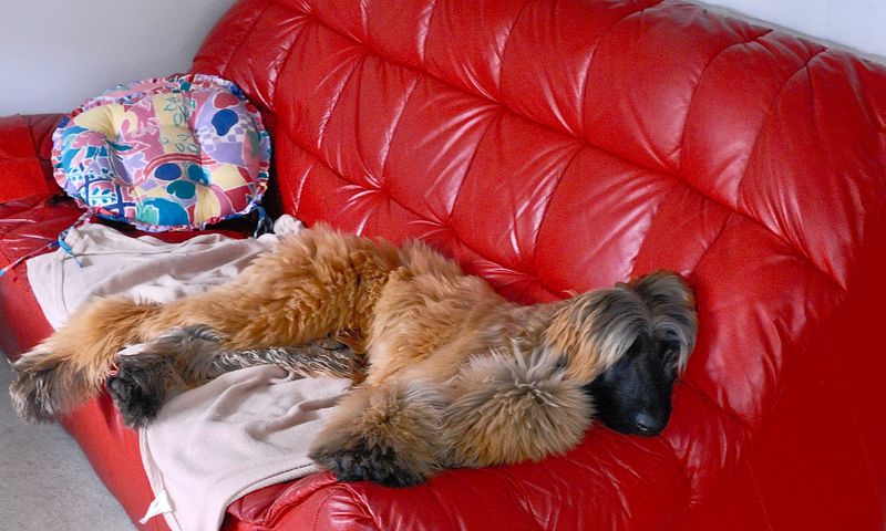 relaxing on Phoenix favorite place