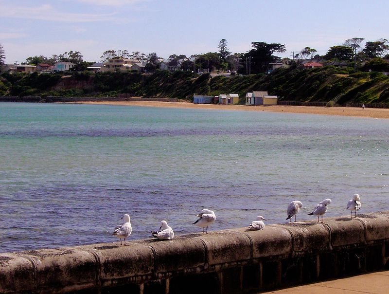 seagulls