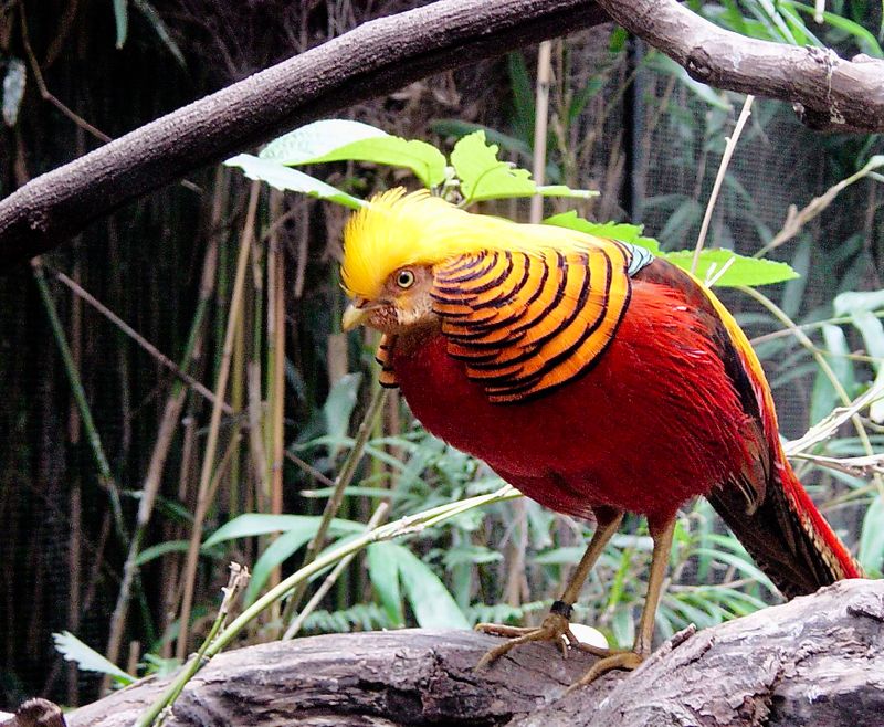Melbourne Zoo Gallery