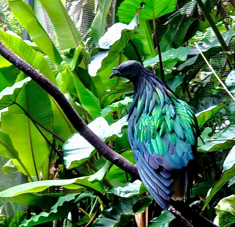 Nicobar Pidgeon