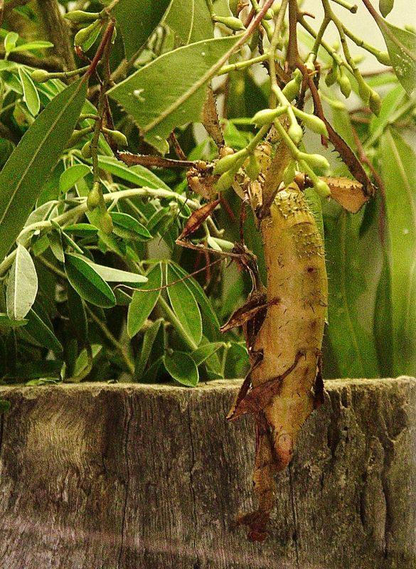 a huge insect