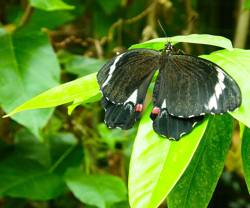 from warm  and humid tropical Butterfly House