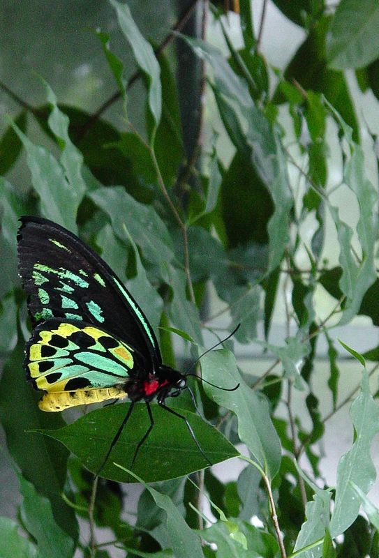 Warm tropical Buttterfly House