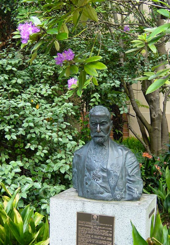 Bust of Baron Ferdinand von Mueller botanist and explorer