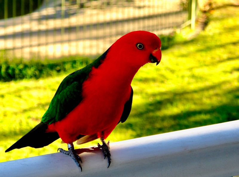 Australian King Parrot male