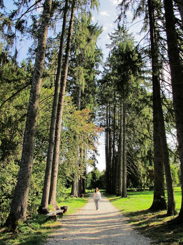 a lovely stroll or on a horse back in the cooling shadow of tall fir trees