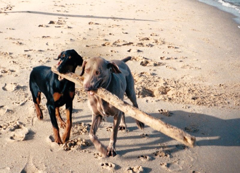 carring in force the big tree branch Seaford beach Victoria