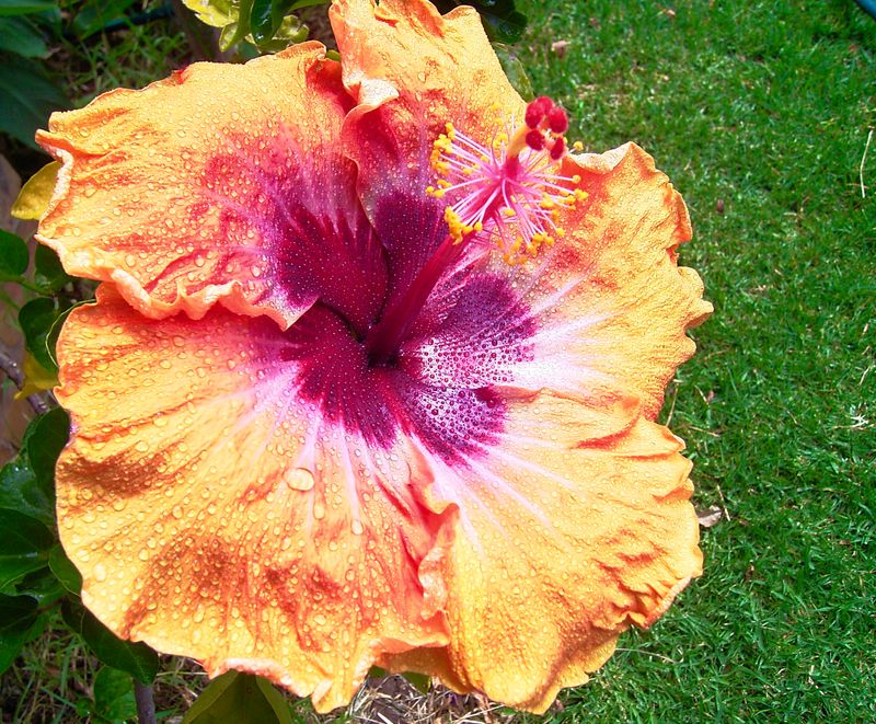 Sir Weary Dunlop Hibiscus Huge flower