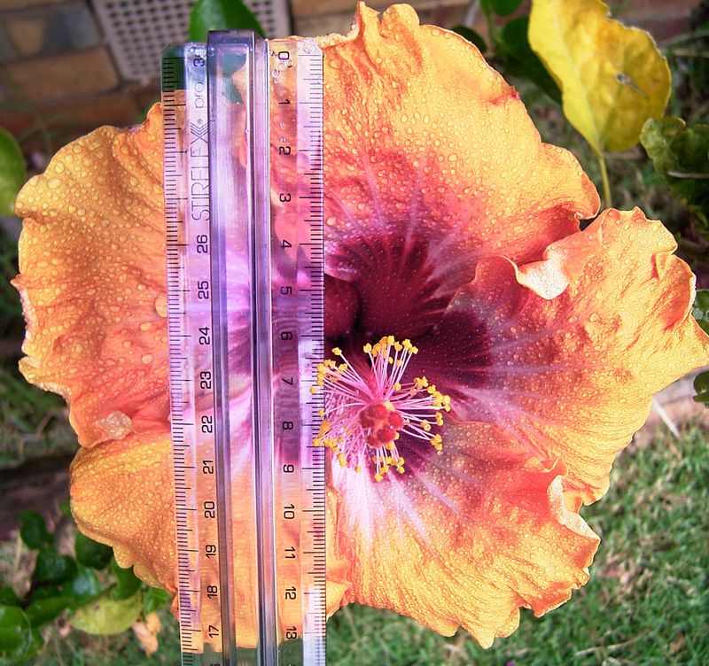 Sir Weary Dunlop Hibiscus flower, flower named after the name of the Second World War hero