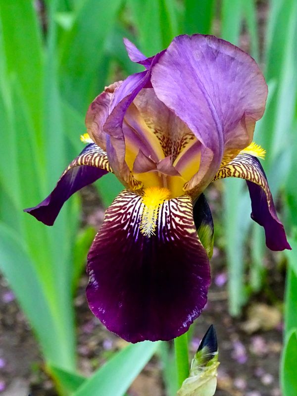 Iris from the gardens