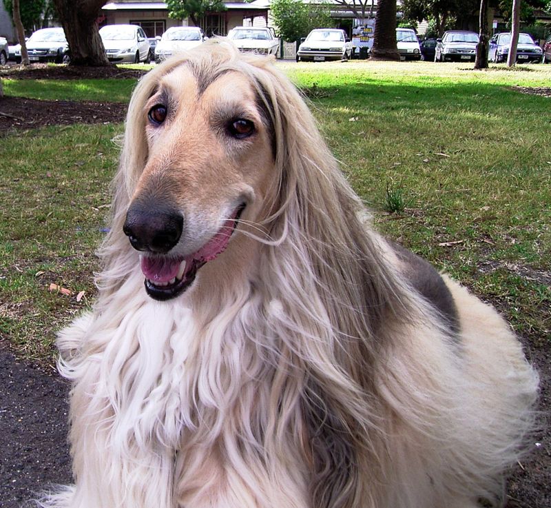 Phoenix The Afghan Hound