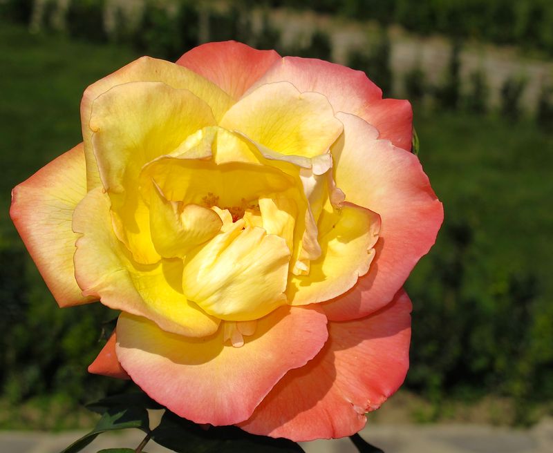autumn rose