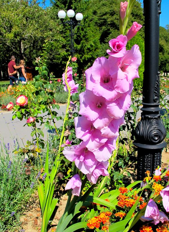 magnificent flower display 