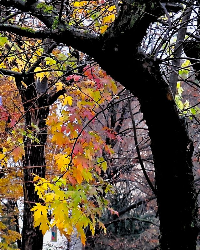 autumn leaves