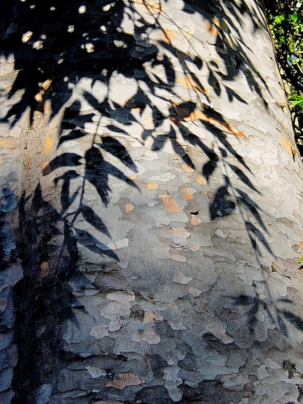 araucaria bark