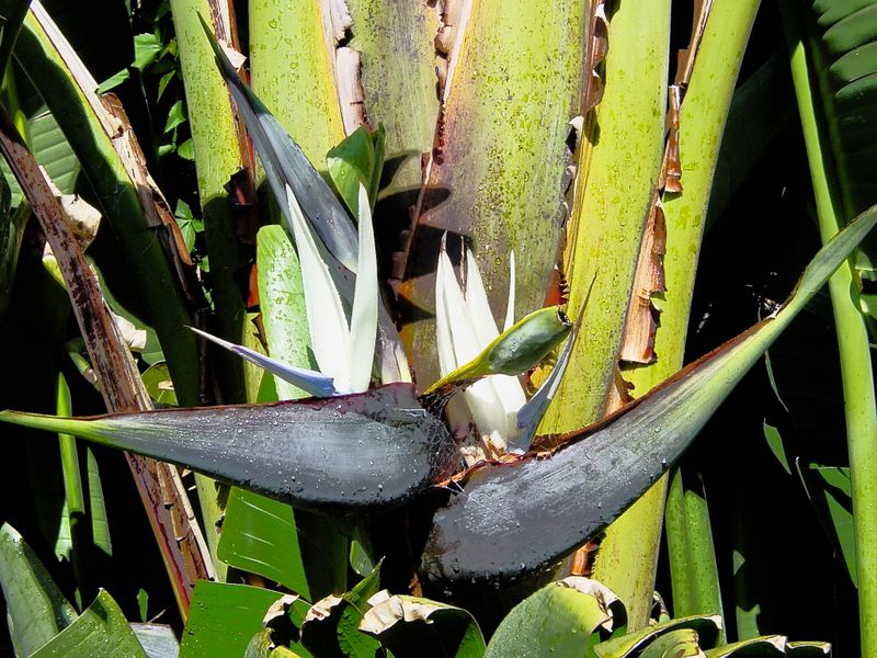 Strelitzia Nicolai