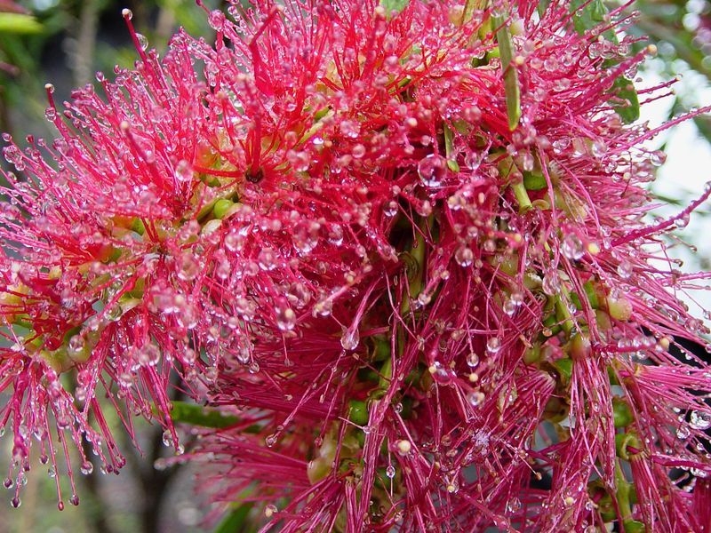 Bottlebrushes