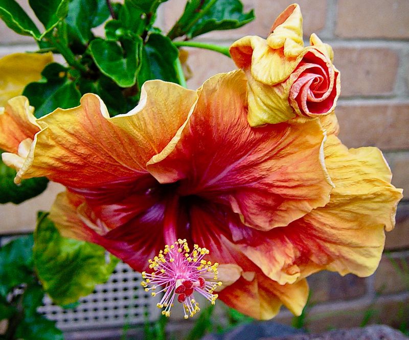 Sir Weary Dunlop Hibiscus