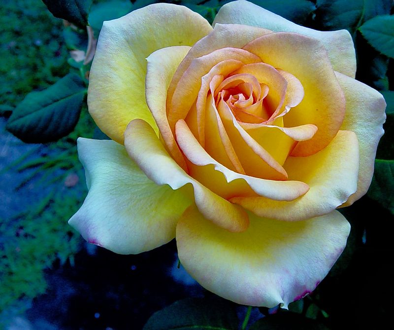 the back yard garden rose