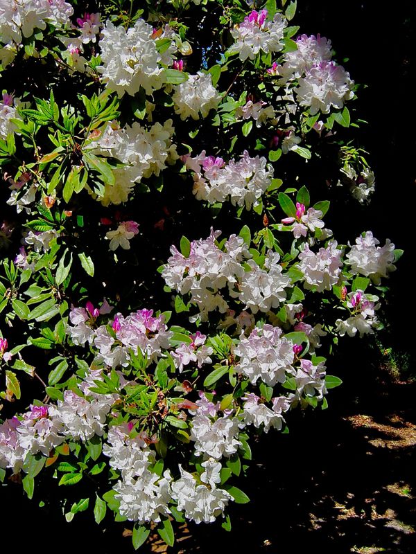rododendron in full flower