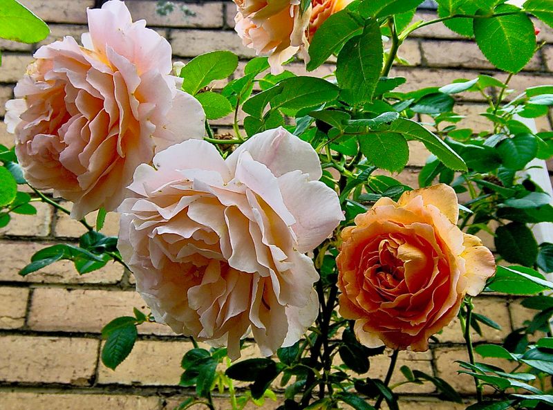Twilight Rose Papa Meilland