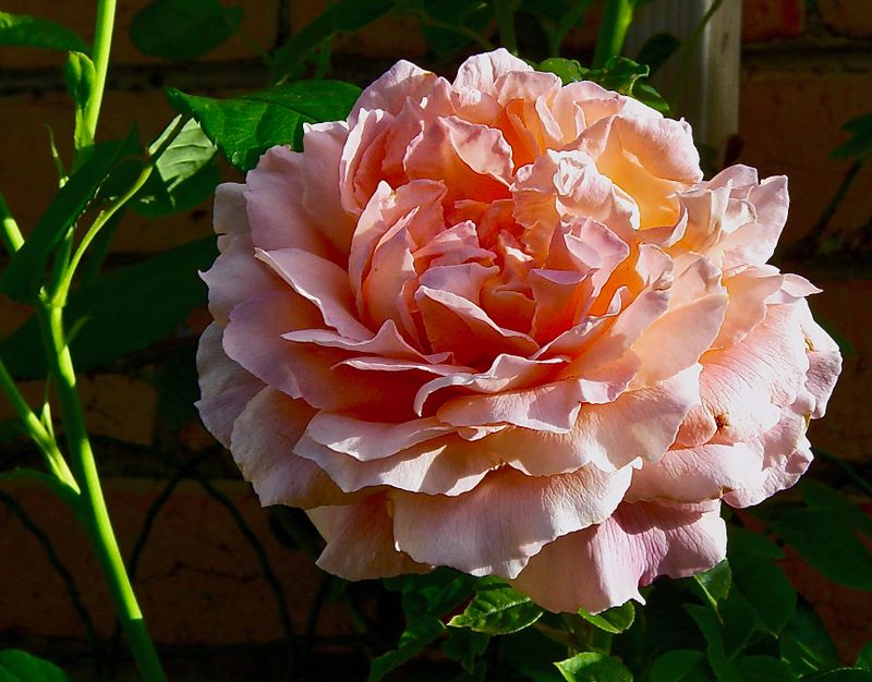 Twilight Rose Papa Meilland