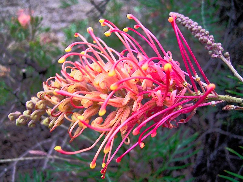 Red Grevillea - The Spider Flower