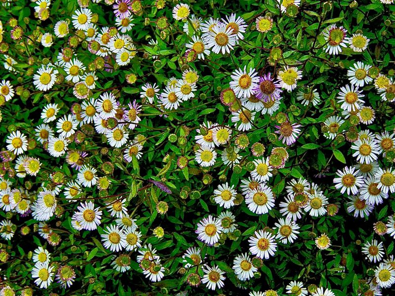 g13/45/8077745/2/175284620.d6a25183.JPEG