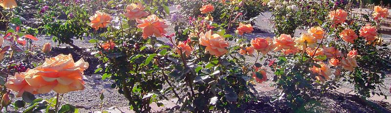 g13/45/8077745/2/175289854.cc866bc3.JPEG
