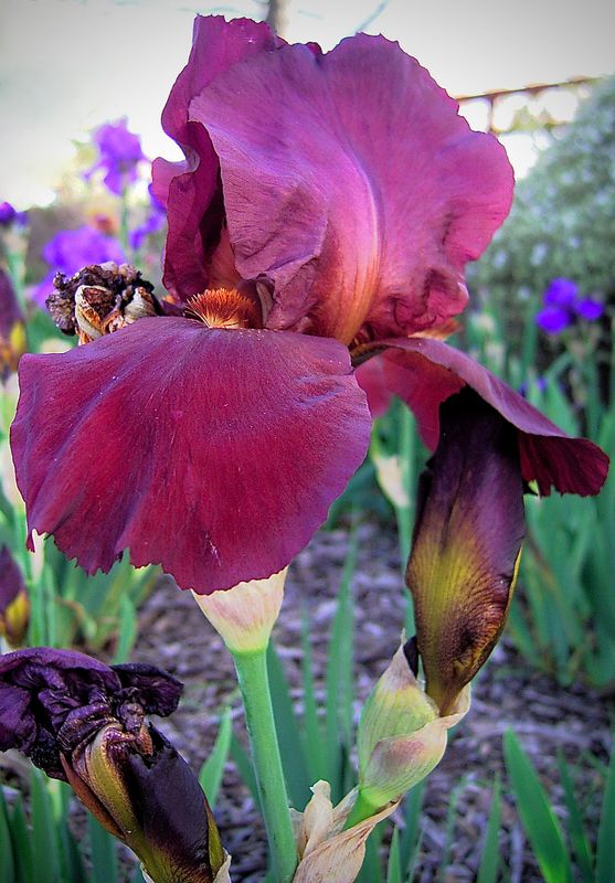 St Kilda Botanical Gardens - Gallery