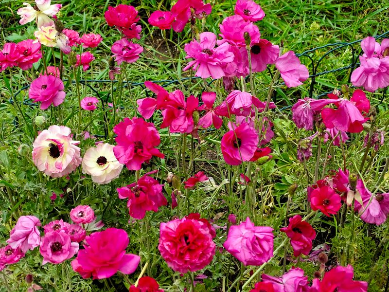 Balcic The Gardens