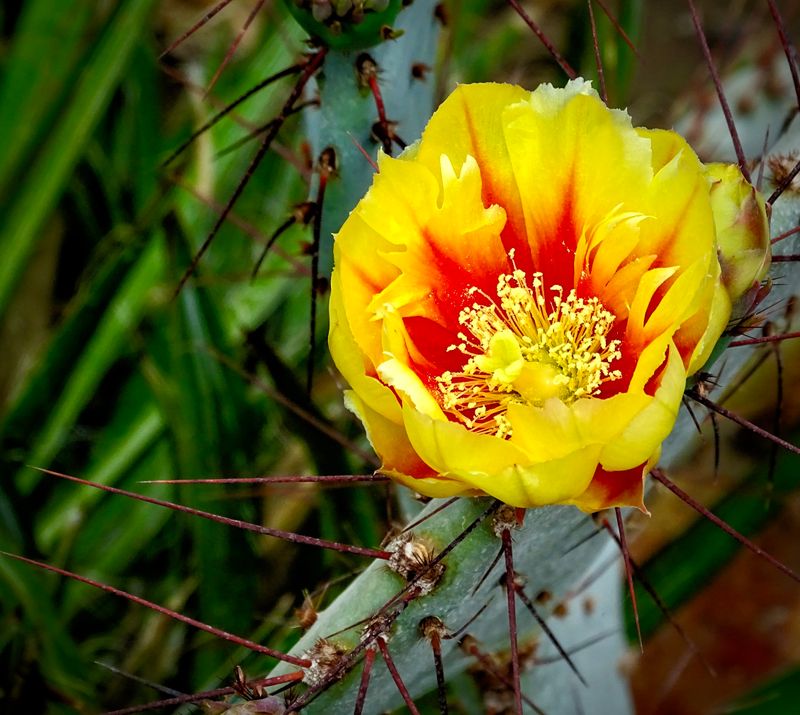 Balcic Cactus Garden