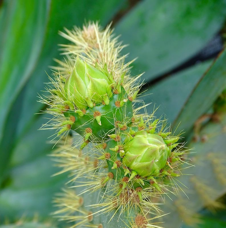 Balcic Cactus Garden